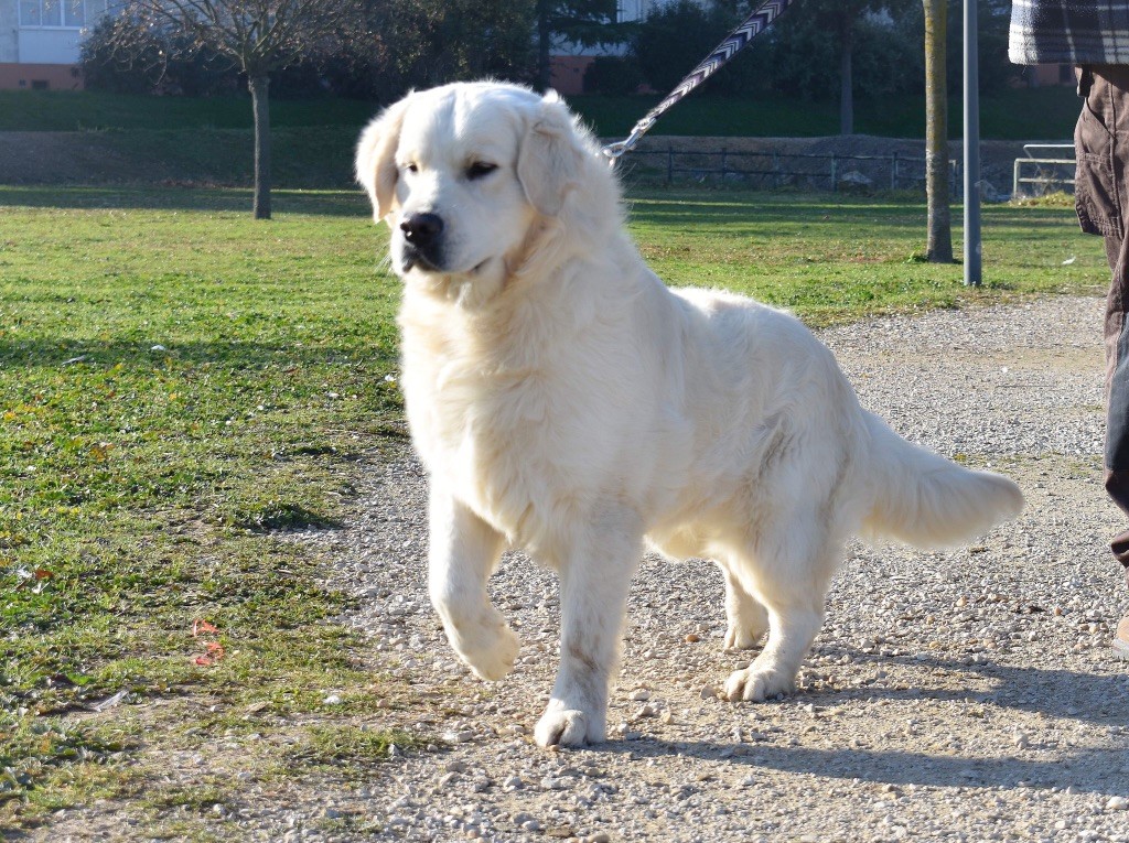 Royal lord marley du château de l’amour