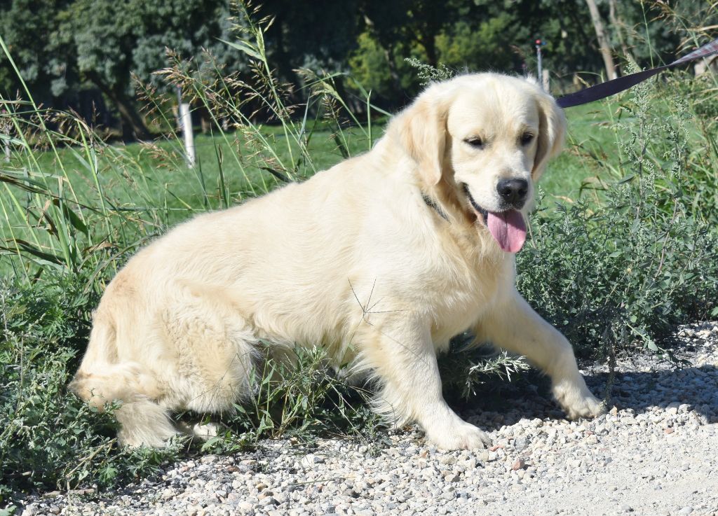 Royal lord marley du château de l’amour