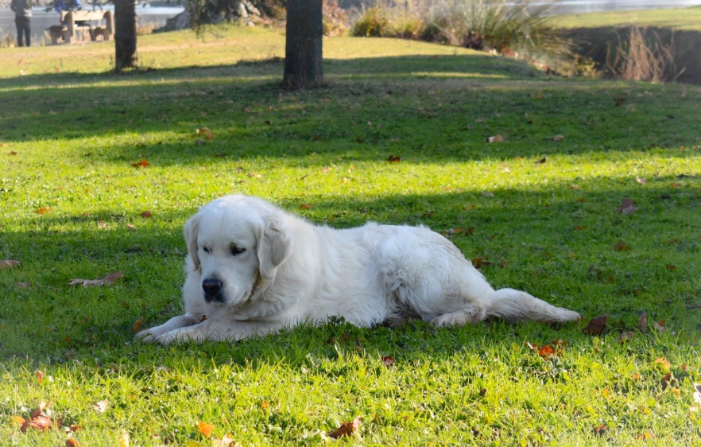 Royal lord marley du château de l’amour