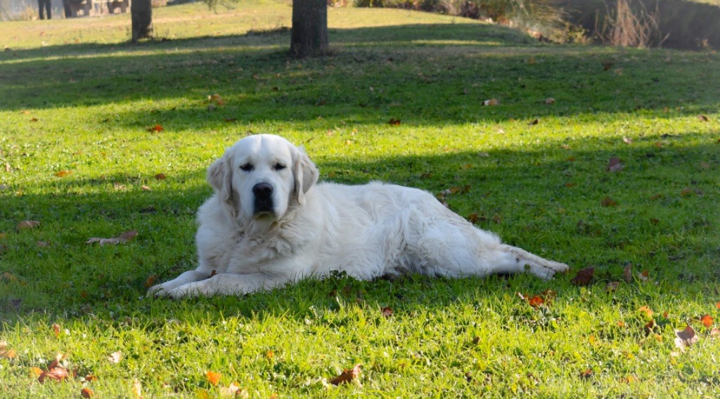 Royal lord marley du château de l’amour