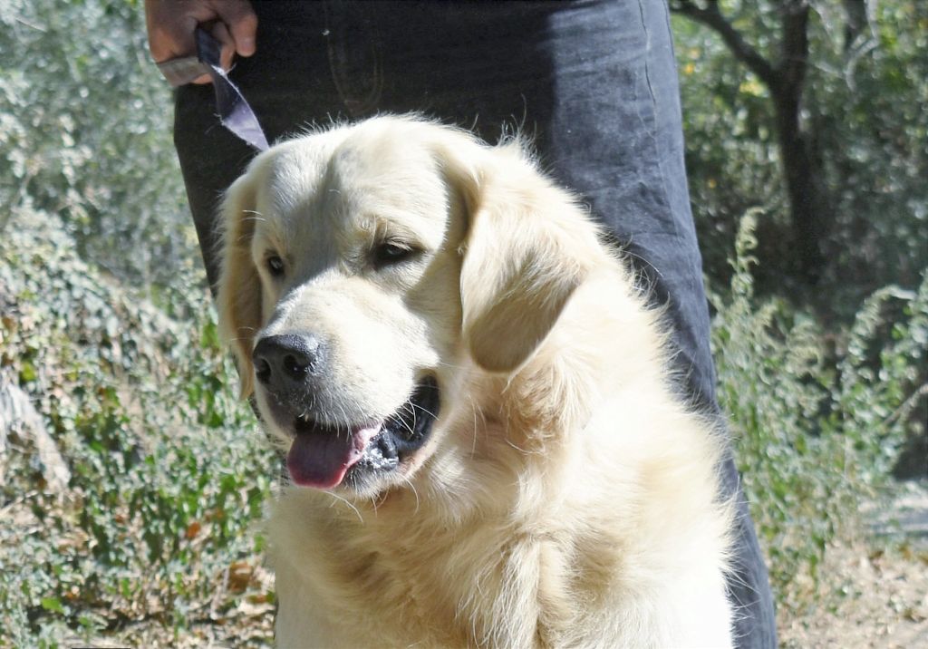 Royal lord marley du château de l’amour