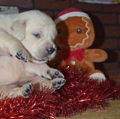 of leedyl - Golden Retriever - Portée née le 20/10/2023