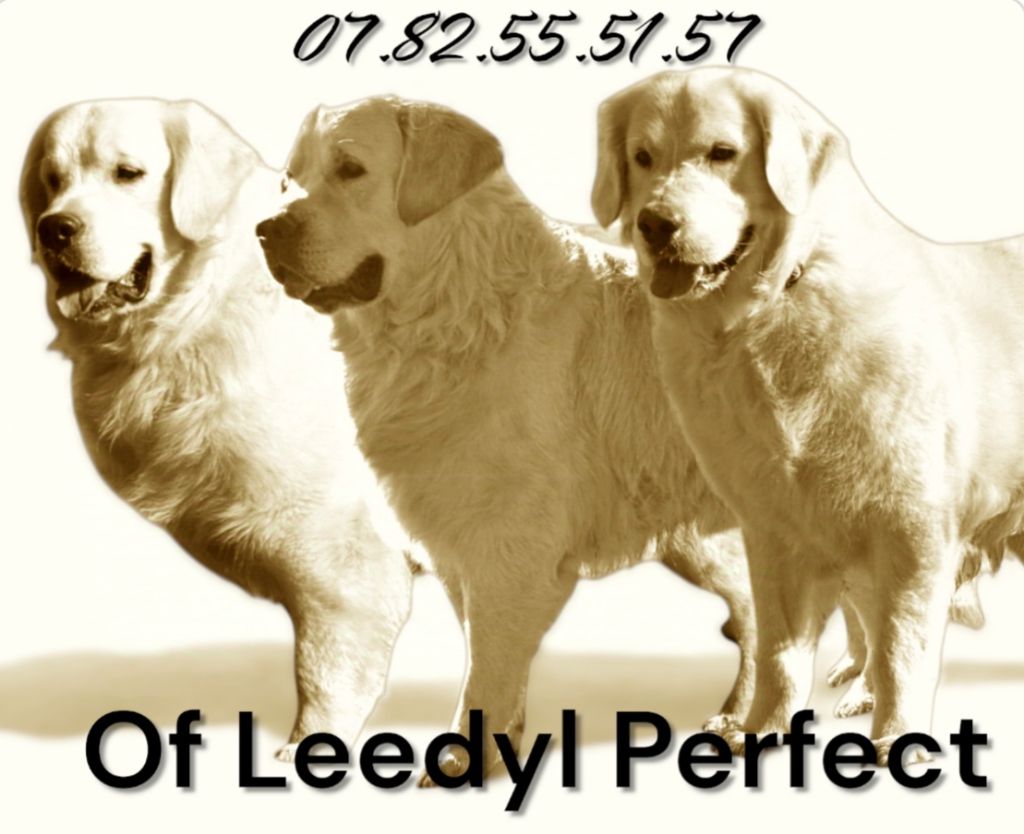 of leedyl - Contact :  0782555157