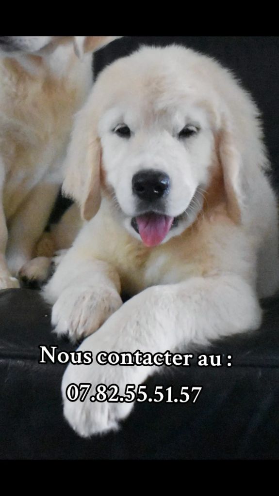 of leedyl - Chiots disponibles - Golden Retriever