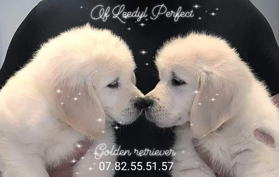 of leedyl - Chiots disponibles - Golden Retriever