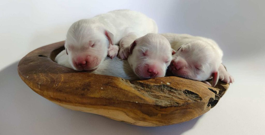 of leedyl - Chiots disponibles - Golden Retriever