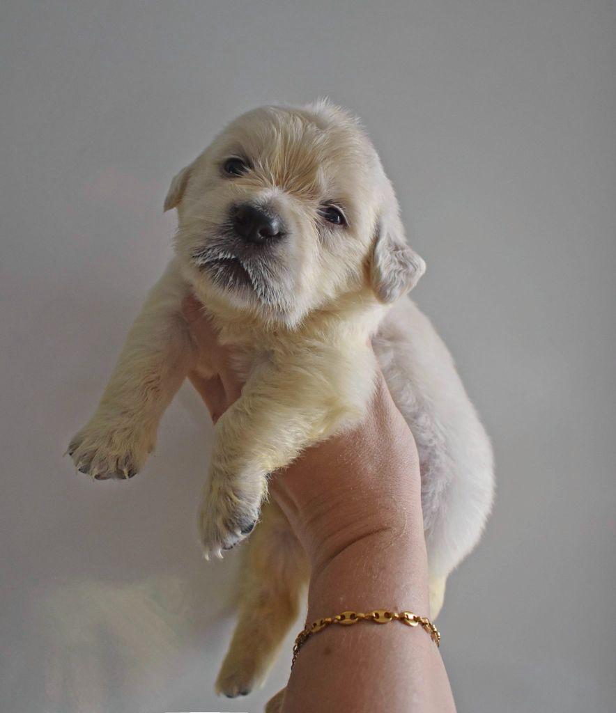 of leedyl - Chiots disponibles - Golden Retriever