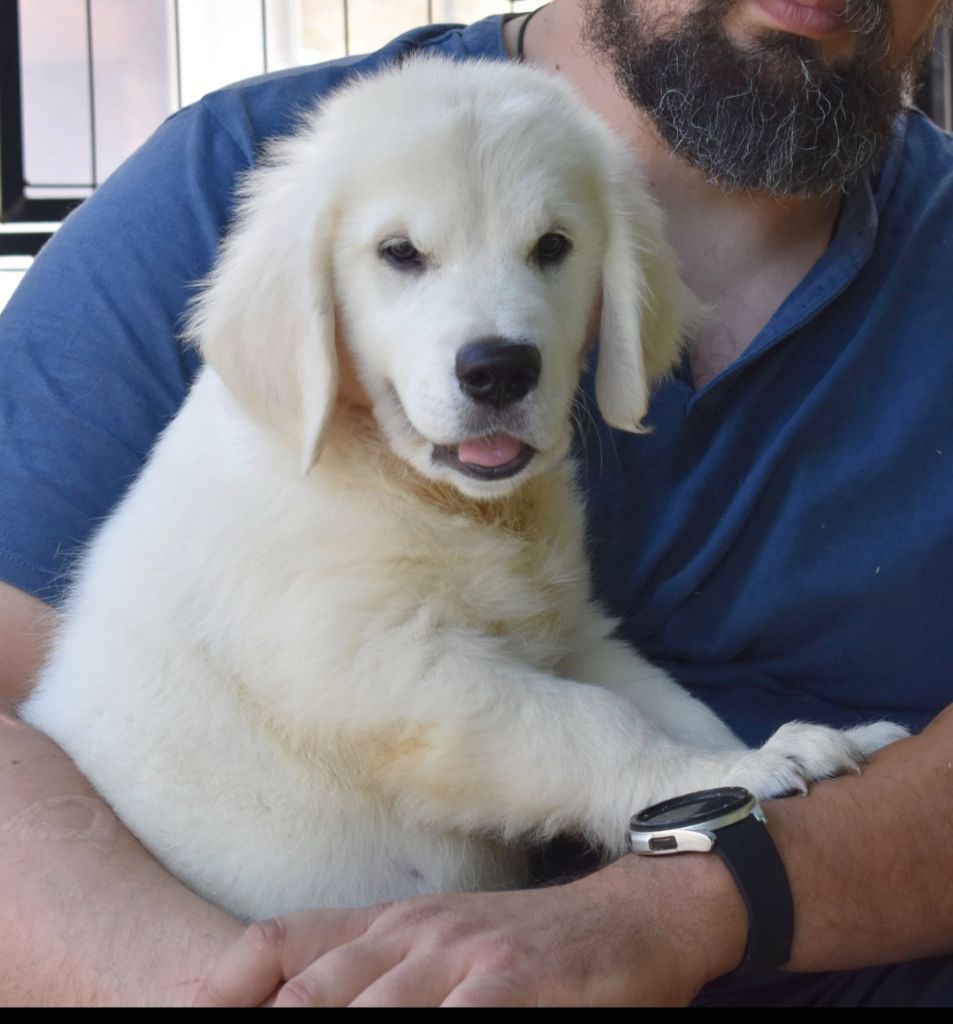 of leedyl - Chiots disponibles - Golden Retriever
