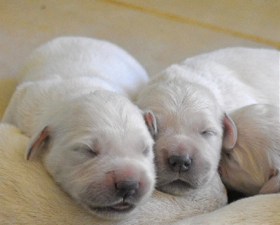 CHIOT 3