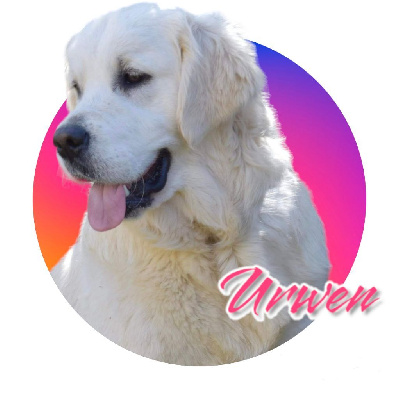 CHIOT 10