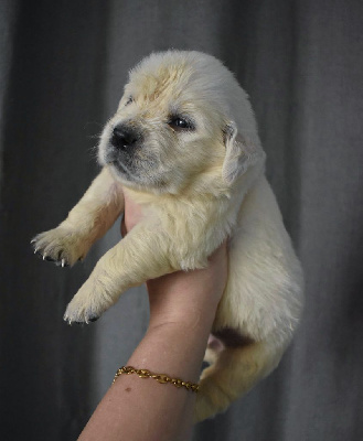 CHIOT 6