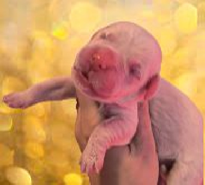 CHIOT 11