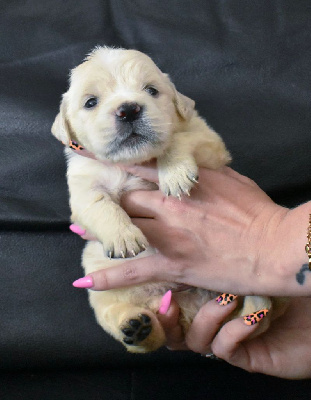 CHIOT 7