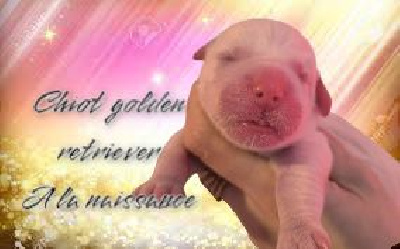 CHIOT 6