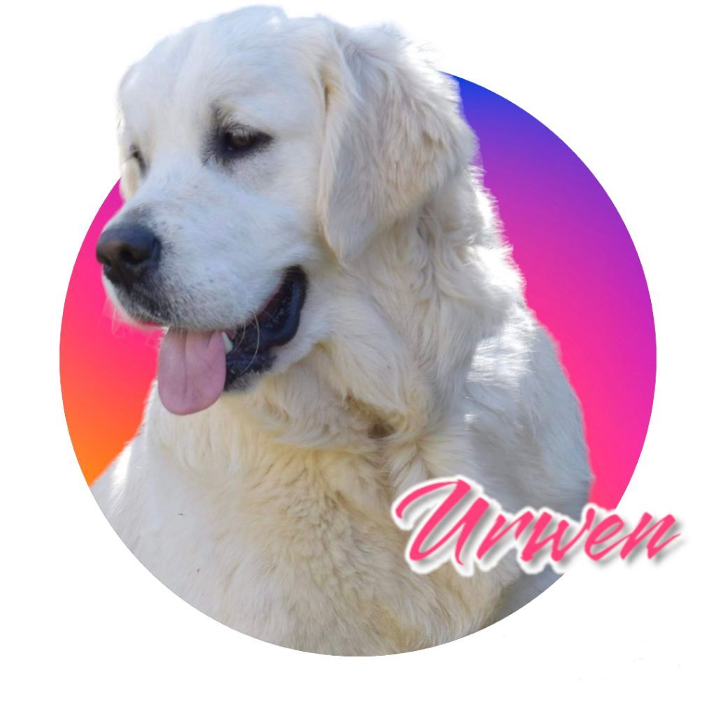 of leedyl - Chiots disponibles - Golden Retriever