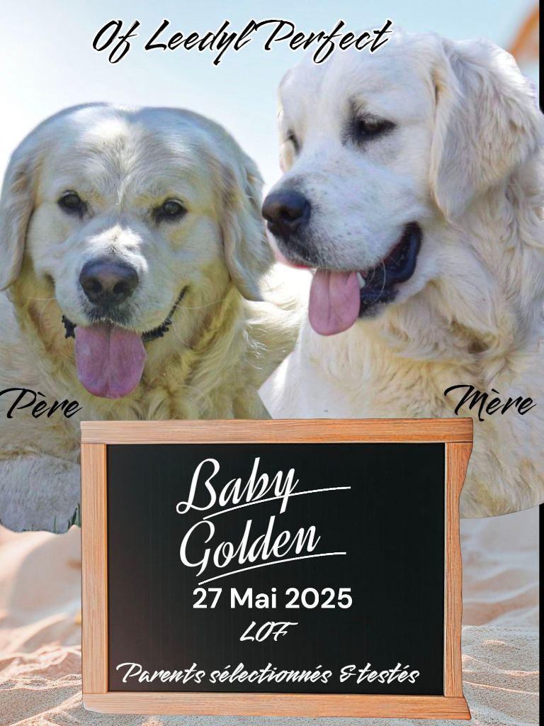 of leedyl - Chiots disponibles - Golden Retriever