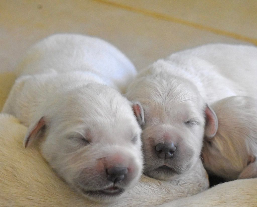 of leedyl - Chiots disponibles - Golden Retriever