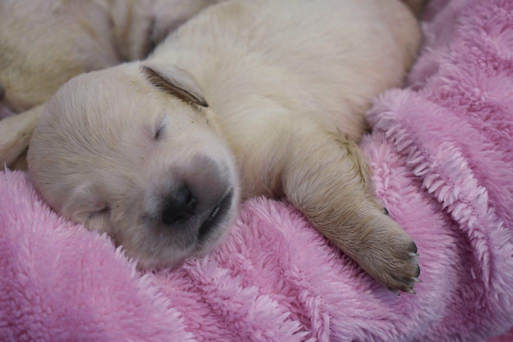 of leedyl - Chiots disponibles - Golden Retriever